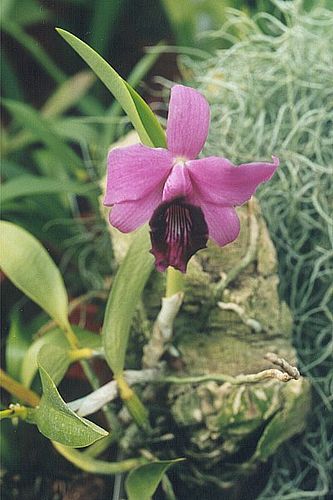 Cattleya bicalhoi